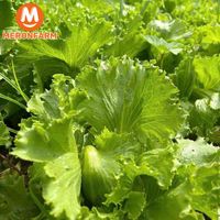 Xà lách Mỹ Minnetto