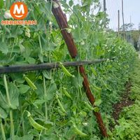 Đậu Hà Lan hạt vườn Bảo Bảo - túi 250gr