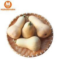 Bí đỏ hạt đậu