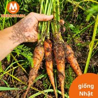 Cà rốt giống Nhật