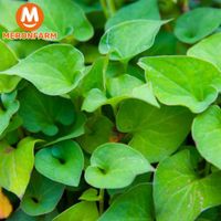 Rau diếp cá - bó 250gr