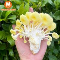 Nấm hoàng kim Én Việt - khay 150gr