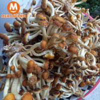 Nấm hương hạt dẻ Huỳnh Gia - phần 250gr