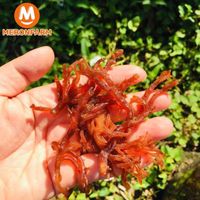 Rong sụn khô Ông Thắng (loại giòn) - Gói 100gr