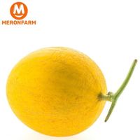 Dưa lưới Sungold