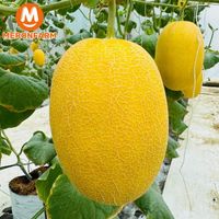 Dưa lưới kim đế vương