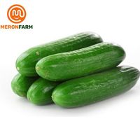 Dưa leo nếp thơm