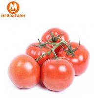 Cà chua beef Tameco