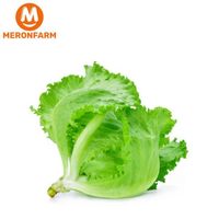 Xà lách thủy tinh