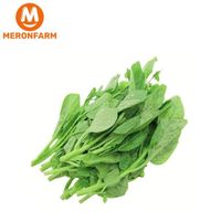 Mồng tơi