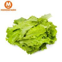 Xà lách lụa