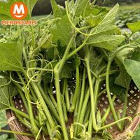 Đọt bí đỏ