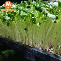 Rau mầm củ cải - Hộp 200g