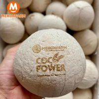 Dừa xiêm trọc size nhỏ