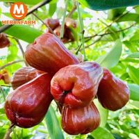 Mận hồng MST