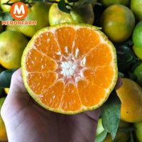 Quýt thịnh Dran