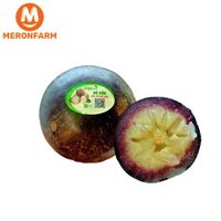 Vú sữa tím hữu cơ Quế Lâm