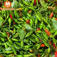 Ớt chim ị