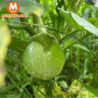 Cà mỡ