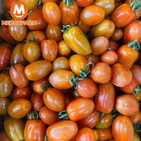 Cà chua bi cherry