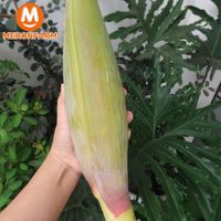Bắp chuối hột