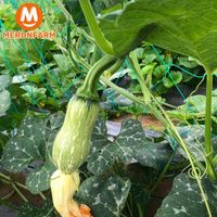 Bí đỏ non trái ~ 500gr