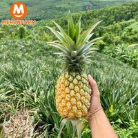 Dứa Queen Đồng Din-tính bill