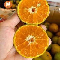 Quýt đường loại 1-tính bill