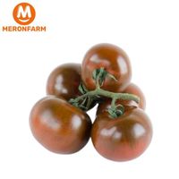 Cà chua bi (Socola)