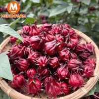 Hoa bụp giấm tươi (Atiso Đỏ)