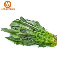 Cải bó xôi ôn đới-bill