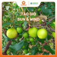 Táo gió Sun & Wind