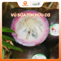 Vú sữa tím hữu cơ Quế Lâm